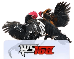 WS168